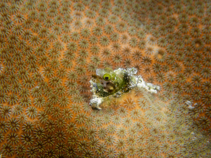 Coral Wispers (Muismat XXL)